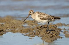 Bar-tailed Godwit